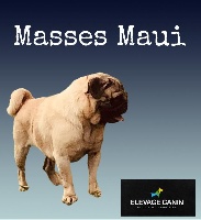 Étalon Carlin - masses Maui