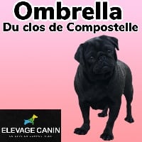Étalon Carlin - Ombrella Du Clos De Compostelle