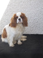 Étalon Cavalier King Charles Spaniel - Telma des joyaux de savejo