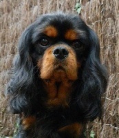 Étalon Cavalier King Charles Spaniel - On nathann scarlett Du puits des sortileges