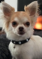 Étalon Chihuahua - Lana Of Shiballas Diamonds