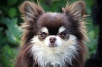 Étalon Chihuahua - O'thor Du Royaume D'odin}