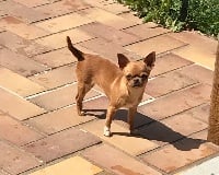 Étalon Chihuahua - Pin-up French Style