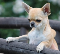 Étalon Chihuahua - Bambola Del pasador