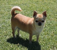 Étalon Chihuahua - Naomie du Domaine San Sébastian
