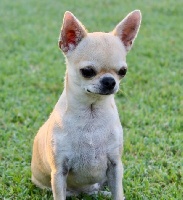 Étalon Chihuahua - Nomade du Domaine San Sébastian
