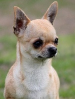 Étalon Chihuahua - Java du Domaine San Sébastian