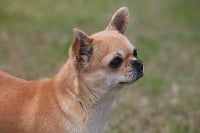Étalon Chihuahua - Occitane du Domaine San Sébastian
