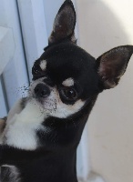 Étalon Chihuahua - O'liam Du Clos Shooting Star