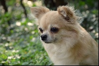 Étalon Chihuahua - Innamoramento Des Anges De L'apocalypse