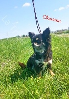 Étalon Chihuahua - Okinawa (Sans Affixe)
