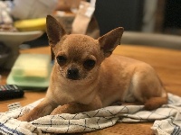 Étalon Chihuahua - Oto star Des Matriochekas Mexicaines