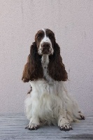 Étalon Cocker Spaniel Anglais - Little girl chocolate Du domaine des clayeux