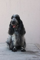 Étalon Cocker Spaniel Anglais - Jiroflee Du domaine des clayeux