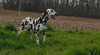 Étalon Dalmatien - les chiens de florence Nemesis