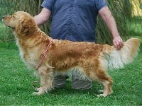 Étalon Golden Retriever - Naomie de la Vallée de la Garde