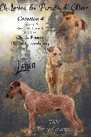 Étalon Irish Terrier - CH. Lorion Du Paradis D'oliver