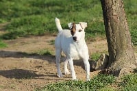 Étalon Jack Russell Terrier - Haka des Diamants Verts