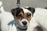 Étalon Jack Russell Terrier - Osiris des champs de l'Aisne