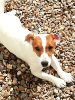 Étalon Jack Russell Terrier - Oly du domaine de la Rocherie