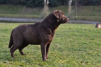 Étalon Labrador Retriever - Sologne Hunters's Mizzie