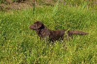 Étalon Labrador Retriever - Sologne Hunters's Naska