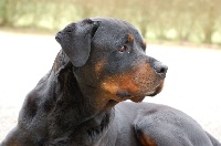 Étalon Rottweiler - Hash dit heicko de l'Aura des Anges Gardiens