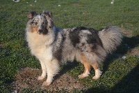 Étalon Shetland Sheepdog - Missy Des Cerberes De L'isaac