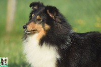 Étalon Shetland Sheepdog - Option de la source du Montet