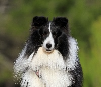 Étalon Shetland Sheepdog - Vanora Jone's Moka