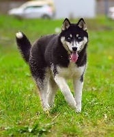 Étalon Siberian Husky - Pretty love story Wolves Of The Moon