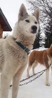 Étalon Siberian Husky - Travel Dog O'neil