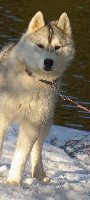 Étalon Siberian Husky - CH. O-mafioso du chalet des edelweiss