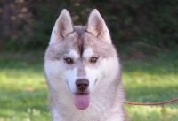 Étalon Siberian Husky - Okynao of Arctic Wolf Dream 
