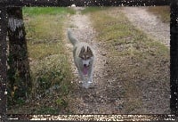 Étalon Siberian Husky - Maido Wolf Island