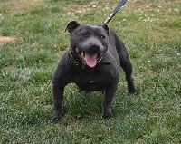 Étalon Staffordshire Bull Terrier - Naika Blue Warrior
