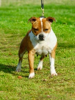 Étalon Staffordshire Bull Terrier - N'helena Of Bully's Leine