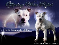 Étalon Staffordshire Bull Terrier - Offspring white perfect De La Taniere Du Staffie