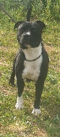 Étalon Staffordshire Bull Terrier - Orca (Sans Affixe)