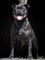 Étalon Staffordshire Bull Terrier - jedymastaff Aragon el despiadado