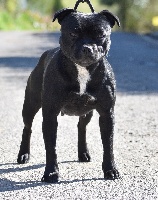 Étalon Staffordshire Bull Terrier - CH. Skillstaff Michonne