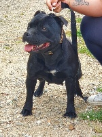 Étalon Staffordshire Bull Terrier - Juicy De la crique du Flojule