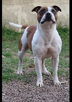 Étalon Staffordshire Bull Terrier - Naika Des Crocs De L'Allstaff