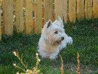 Étalon West Highland White Terrier - Manzana Du moulin de labatut