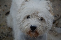 Étalon West Highland White Terrier - Once upon a time des temps anciens