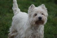 Étalon West Highland White Terrier - Enzo dit scotty du domaine de la charme