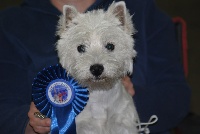 Étalon West Highland White Terrier - It is hope the wished du domaine de la charme