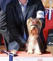 Étalon Yorkshire Terrier - Oki square Over drive