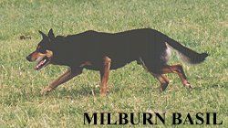 Milburn Basil