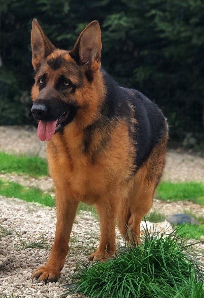 Chien Elevage Des Terres De Wizyx eleveur de chiens Berger allemand